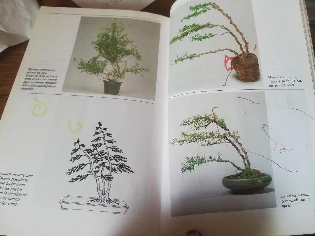 Book "INDOOR BONSAI" – photo 12